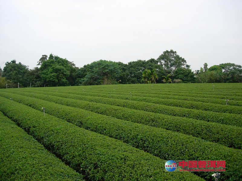 普洱茶