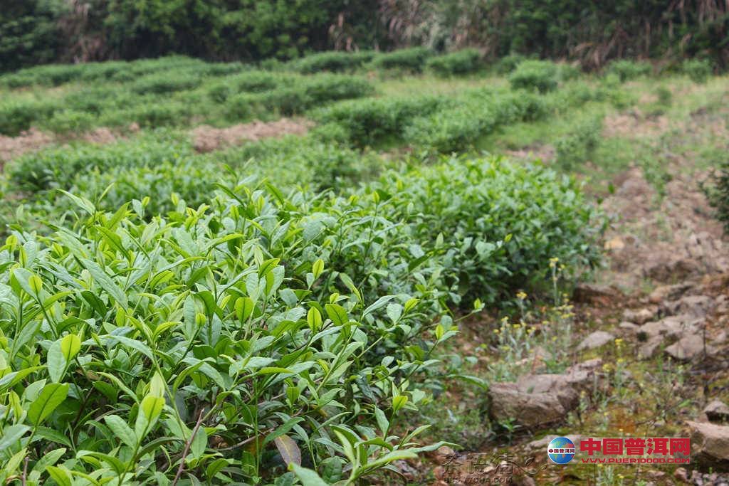 普洱茶