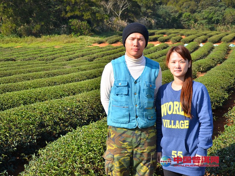 普洱茶