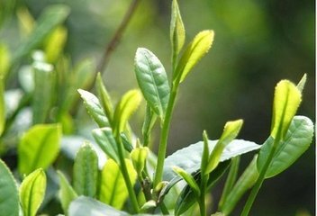 普洱茶