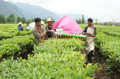 普洱茶