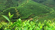 普洱茶