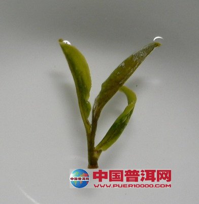 普洱茶