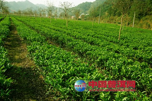 普洱茶