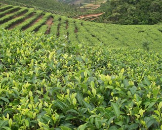 普洱茶