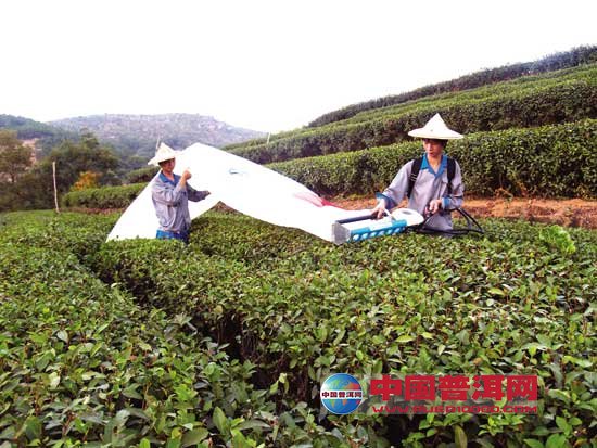 普洱茶