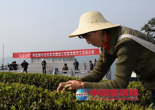 普洱茶