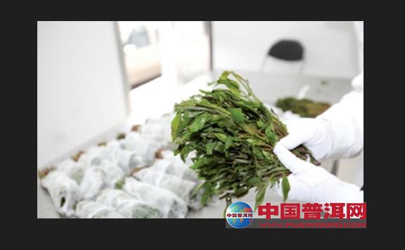 普洱茶