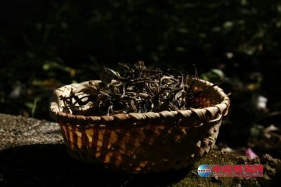 ��Ҷ��βִ�Ϊ��