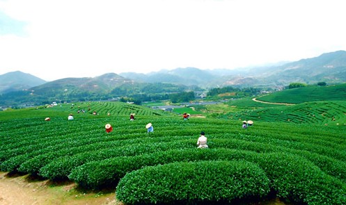 普洱茶