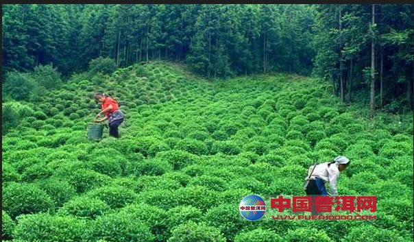 普洱茶