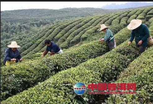 普洱茶