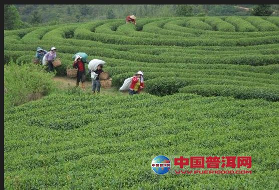 普洱茶