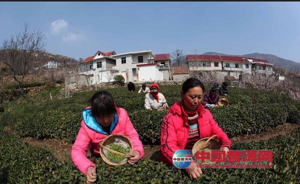 普洱茶