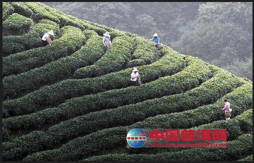 普洱茶