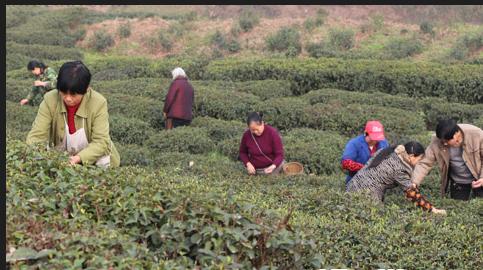 普洱茶