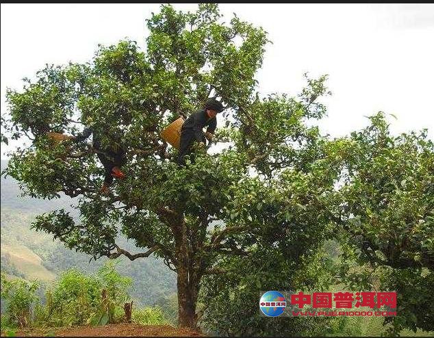 普洱茶