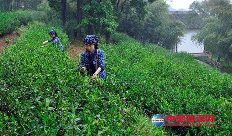 普洱茶