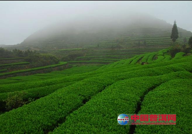 普洱茶