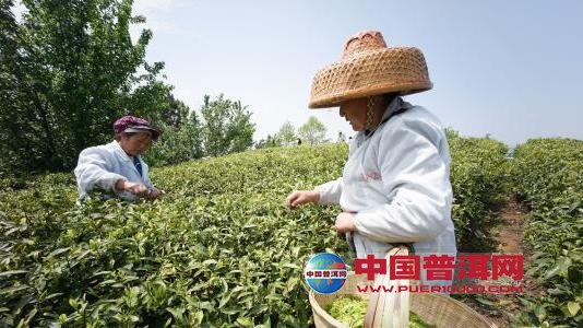 普洱茶