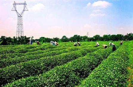 普洱茶