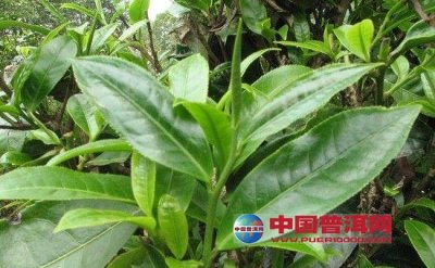 �ն��賤��÷�֮����ԭ��