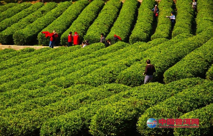 普洱茶