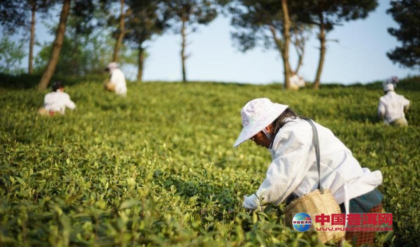 普洱茶