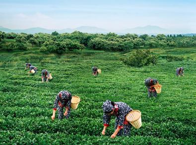 普洱茶