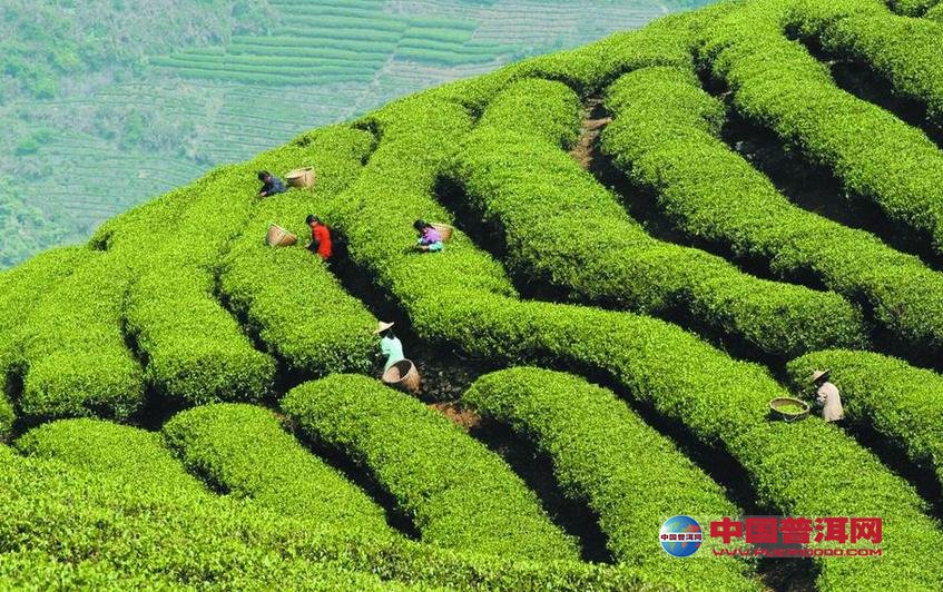 普洱茶