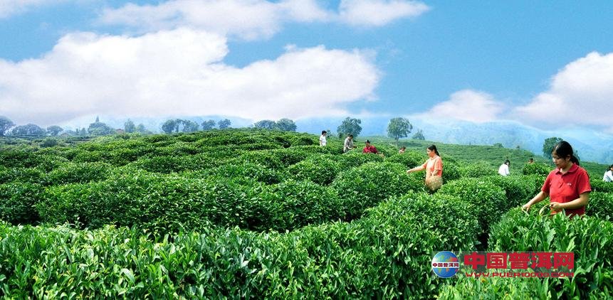 普洱茶