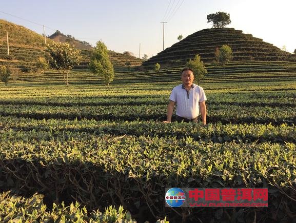 普洱茶