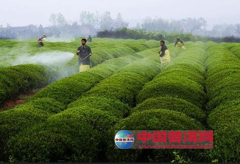 普洱茶