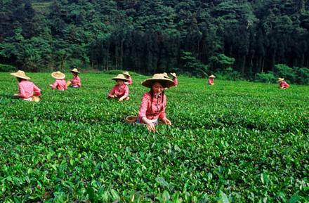 普洱茶