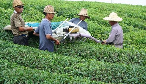 普洱茶