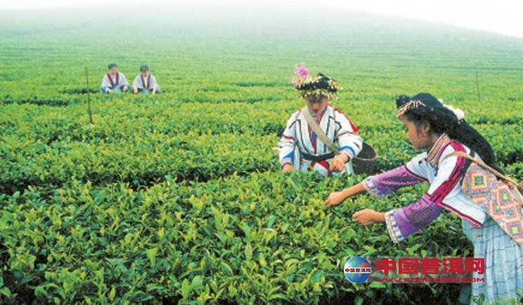 普洱茶