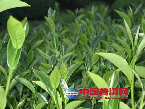 普洱茶