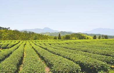 普洱茶