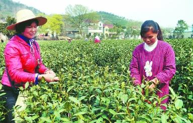 普洱茶