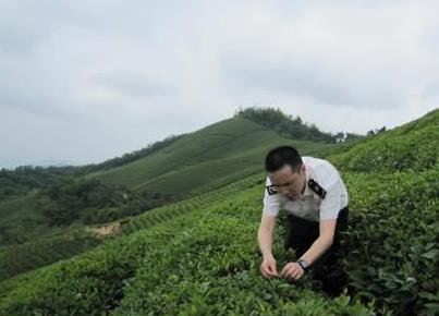 普洱茶