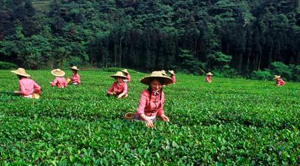 普洱茶