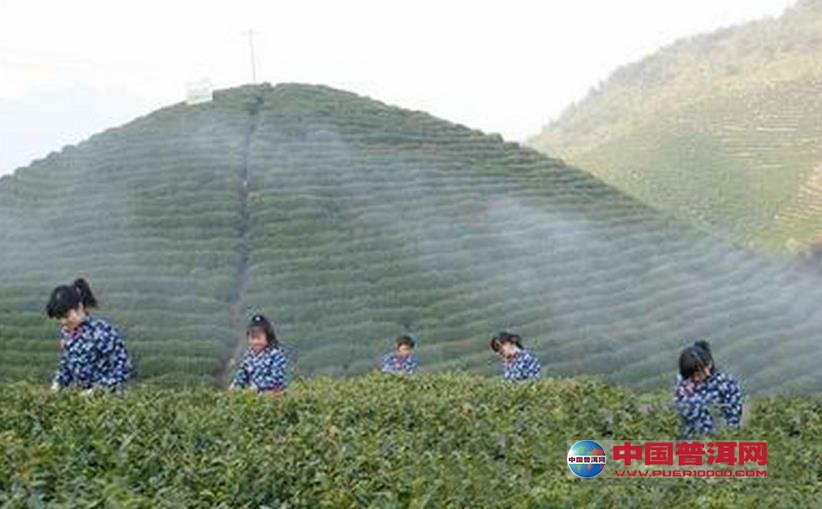 普洱茶