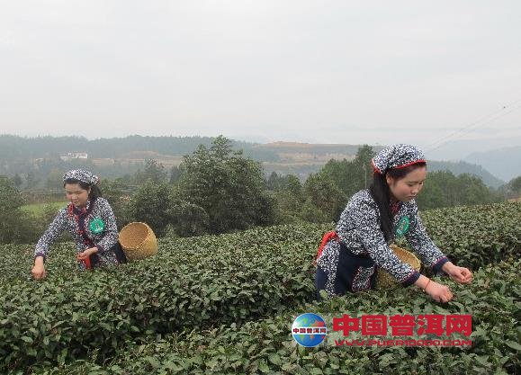 普洱茶