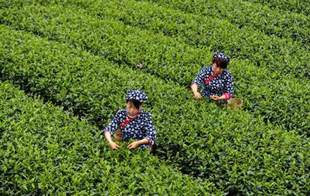 普洱茶