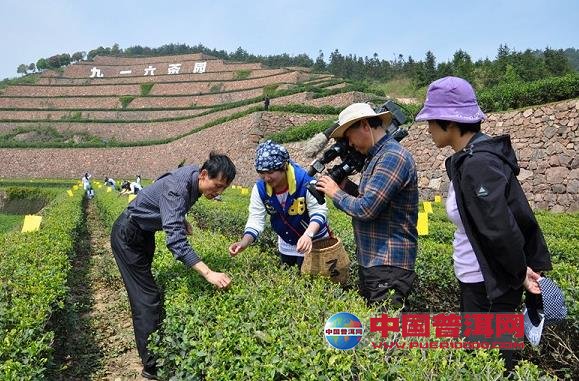 普洱茶