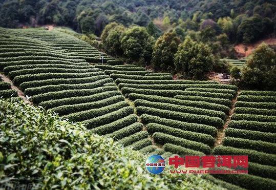 普洱茶