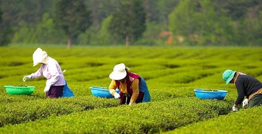 普洱茶