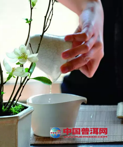 普洱茶