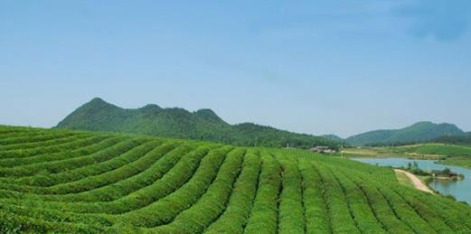 普洱茶