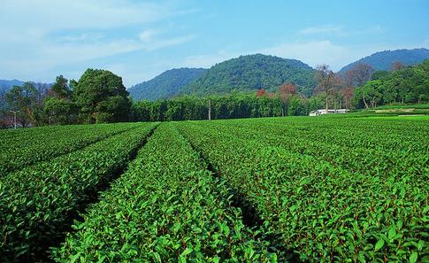 普洱茶